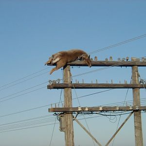 Deer on Transmission Structure