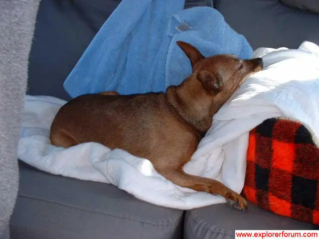 11534slpydog-med.jpg