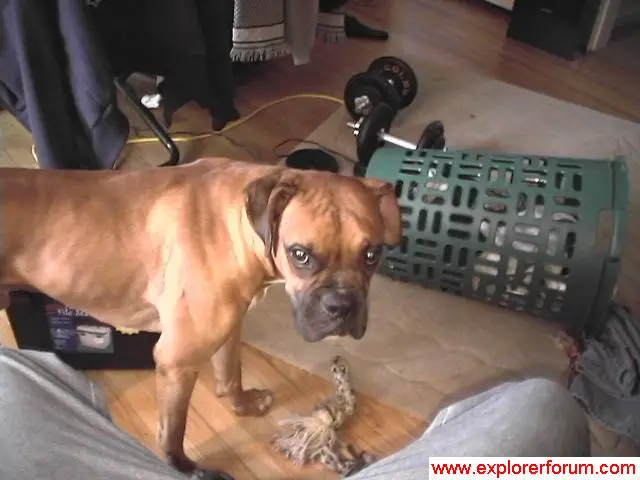 14852thedog.jpg