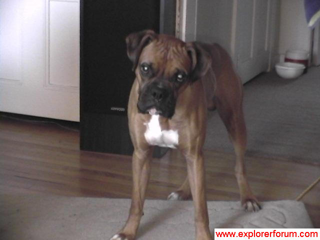 14852thedog2.jpg