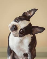 Why Does Your Dog Tilt Her Head? - The ...
