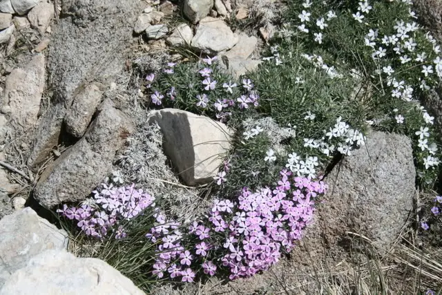 BigBearmay08017.jpg