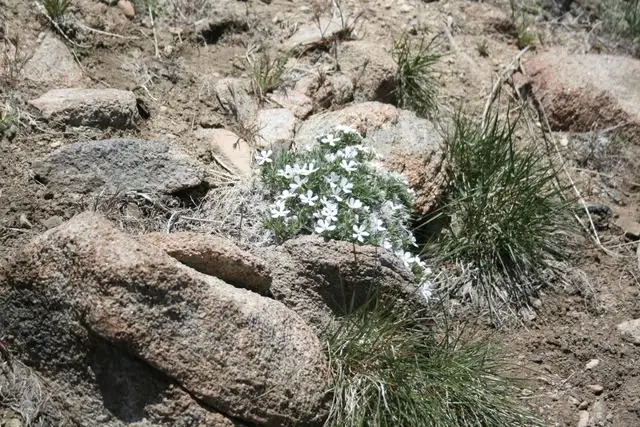 BigBearmay08018.jpg
