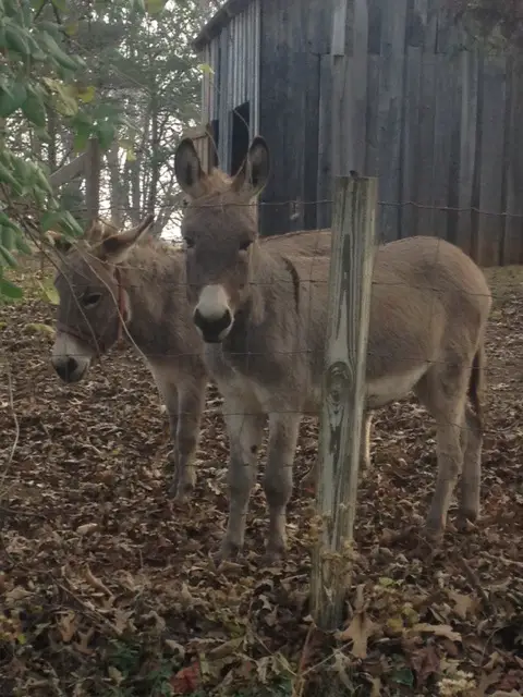 Burros.jpg