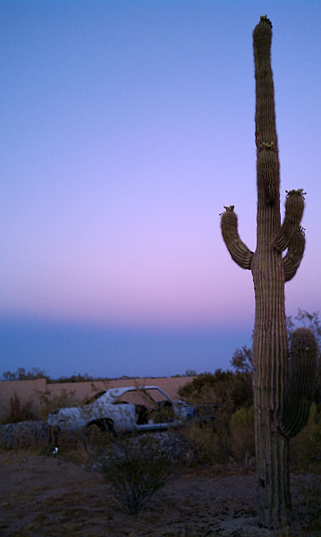 dart_cactus.jpg