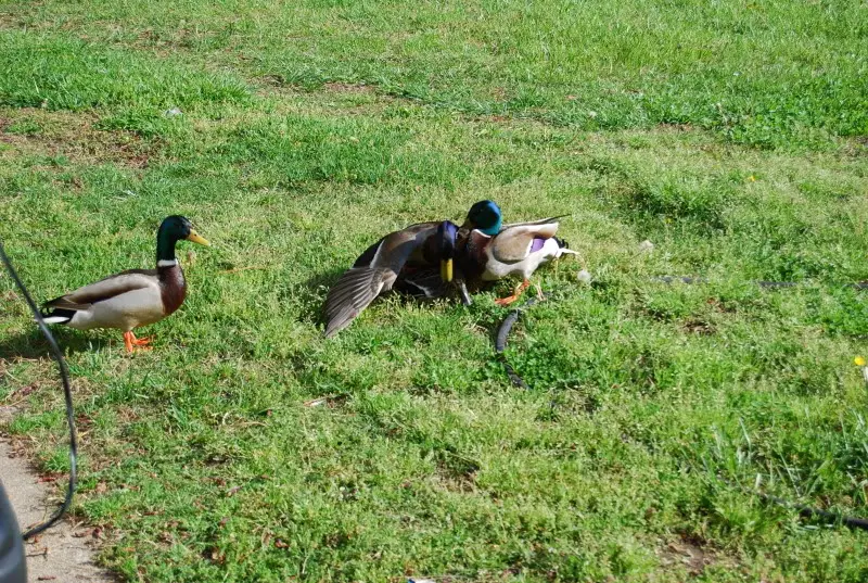 DSC_2297.jpg
