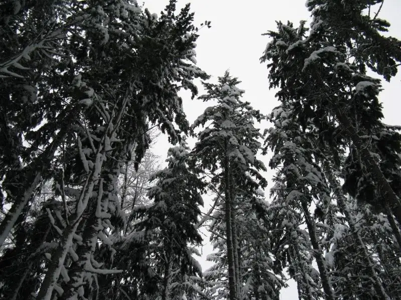 Elbe2-3-08010.jpg