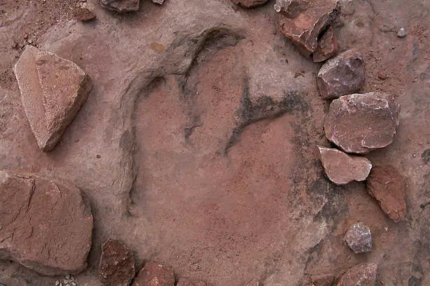footprint.jpg