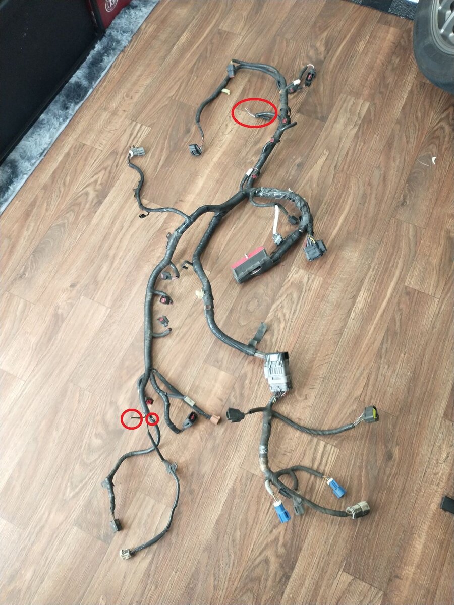 harness1.jpg
