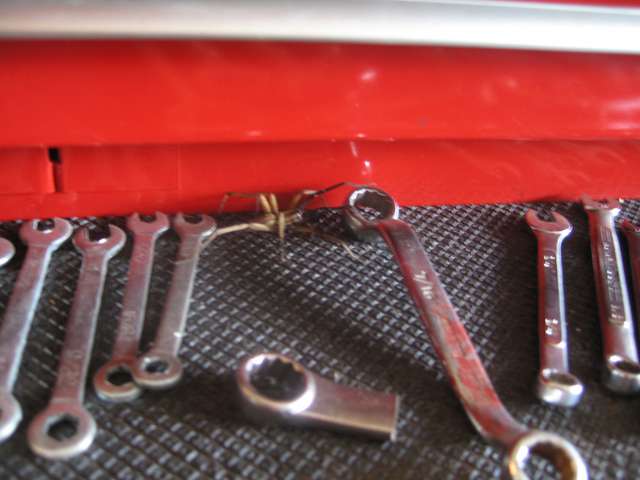 HouseSpider.jpg