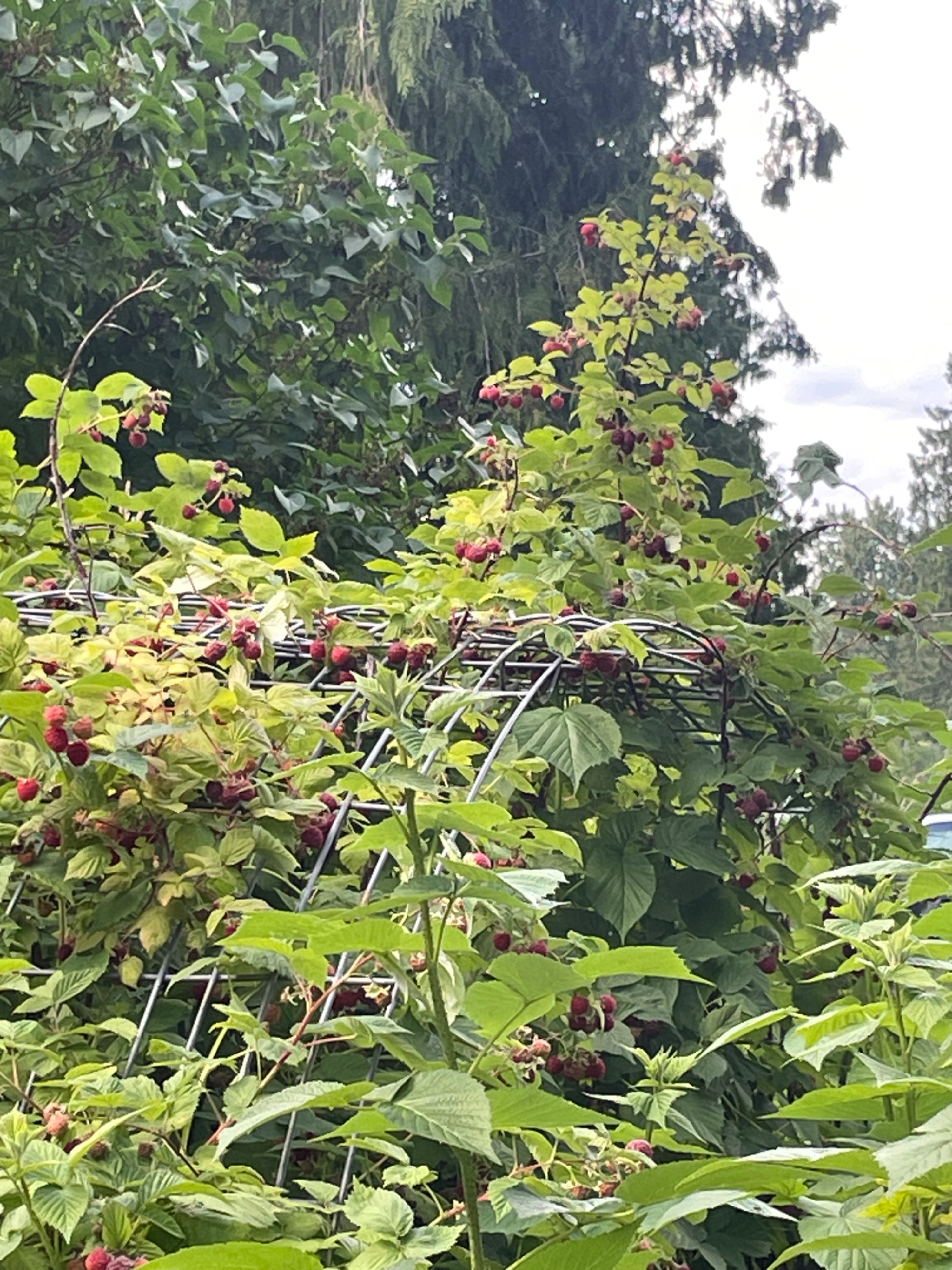 IMG_5993.jpeg