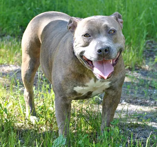 JUNE-12-2016-TINSEL-PIC-4-RESCUE-RIDGE.jpg