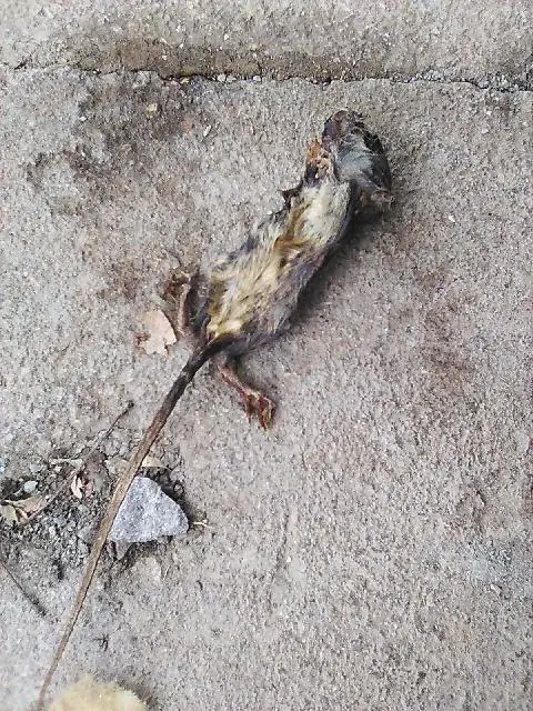 mouse4.jpg
