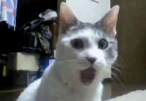 OMG.gif