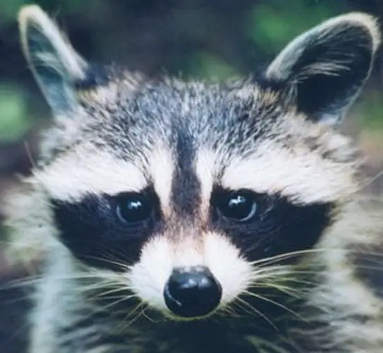 racoon03.jpg