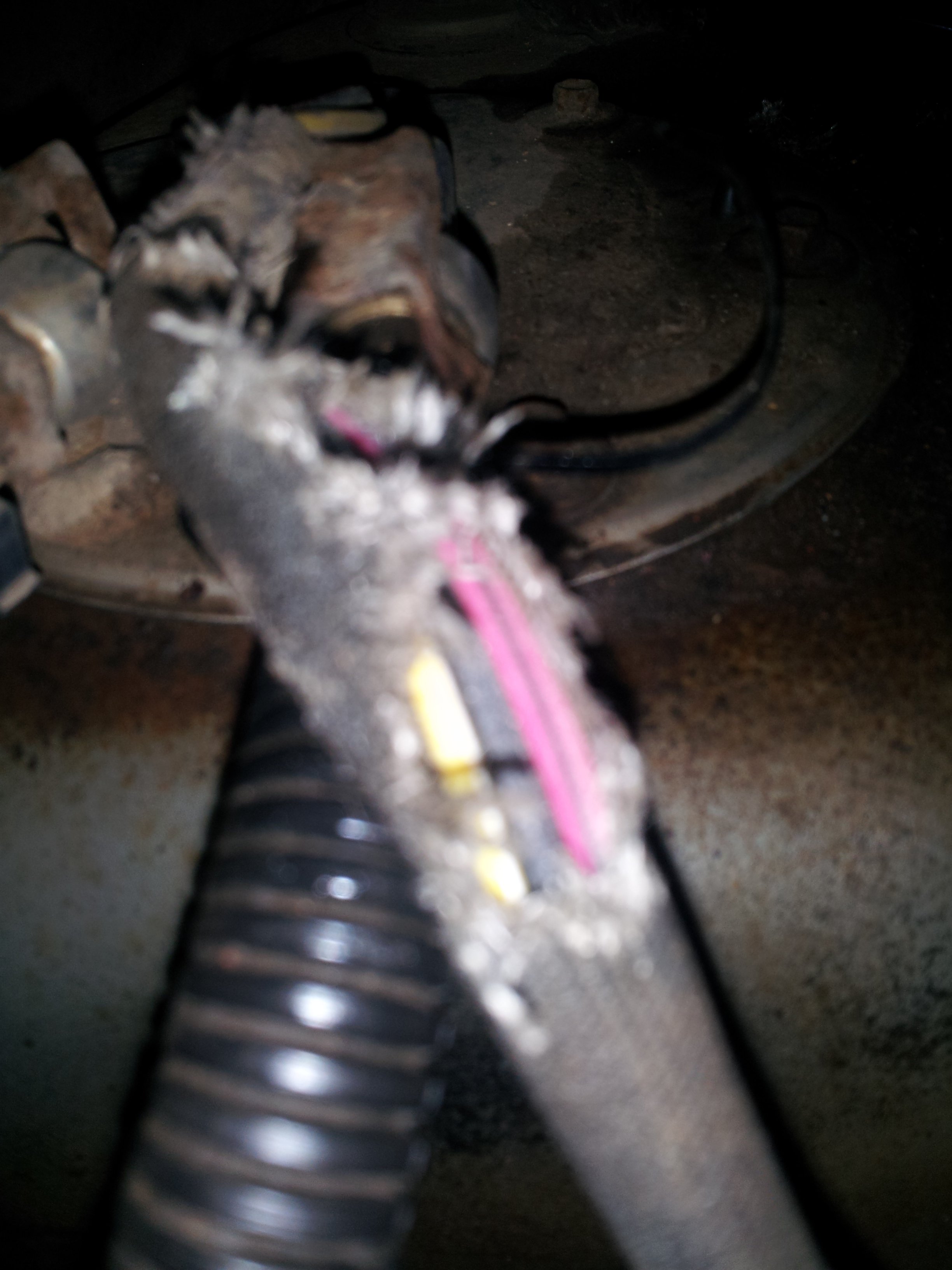 Rodent chew.jpg