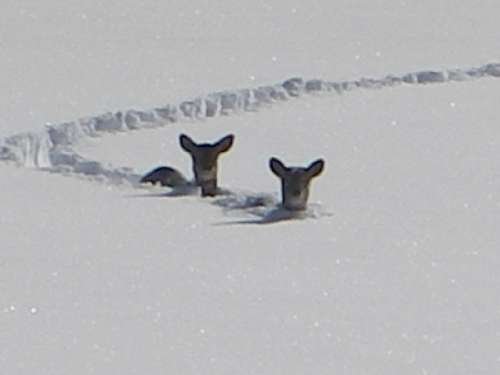 snowdeer-vi.jpg