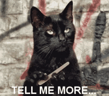 tell-me-more-cat.gif