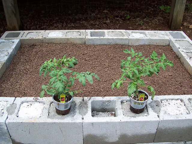 TomatoPlants1.jpg