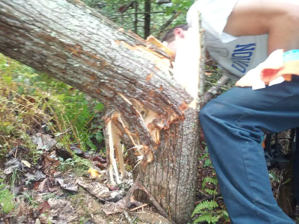 tree3_zpspwoqudas.jpg