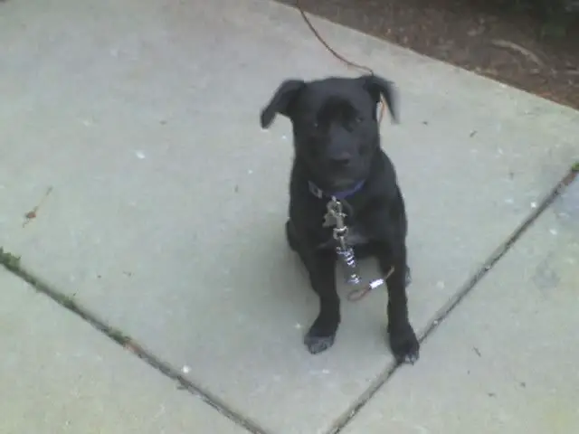 zenapuppy.jpg