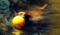 lucky&ballfixed.jpg
