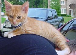 Meow.jpg
