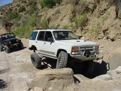 flexed rear (Medium).jpg