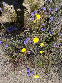 AB Wildflowers 23.jpeg