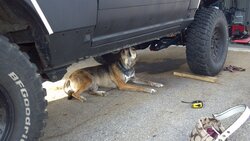 Dog.jpg