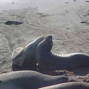 Two Seals