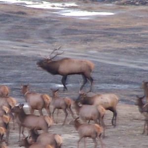 Bull Elk Bugle