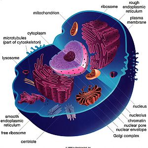 animalcell