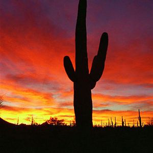 cactus_saguaro_69654
