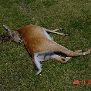 dead_deer