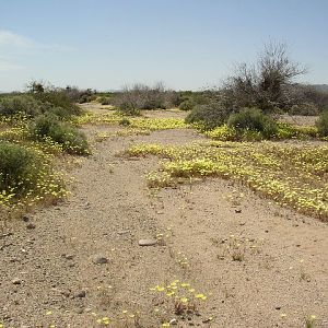 desert 2010