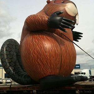 beaver2