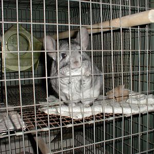 my chinchilla