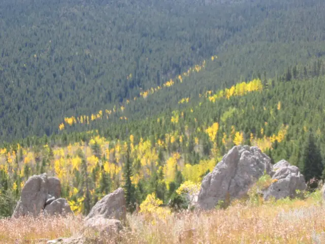 Aspens changing