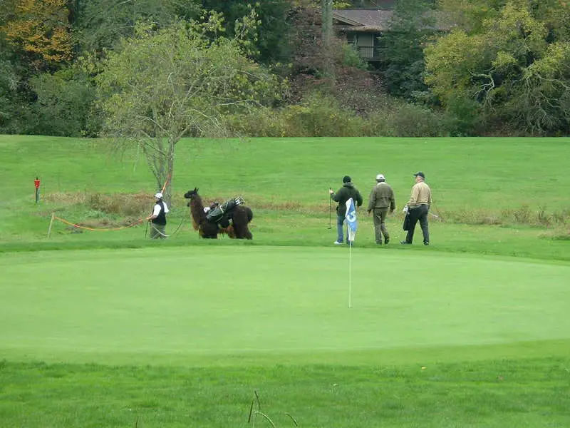 Golfing with Llamas II