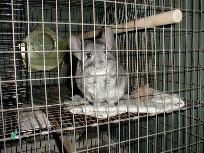 my chinchilla