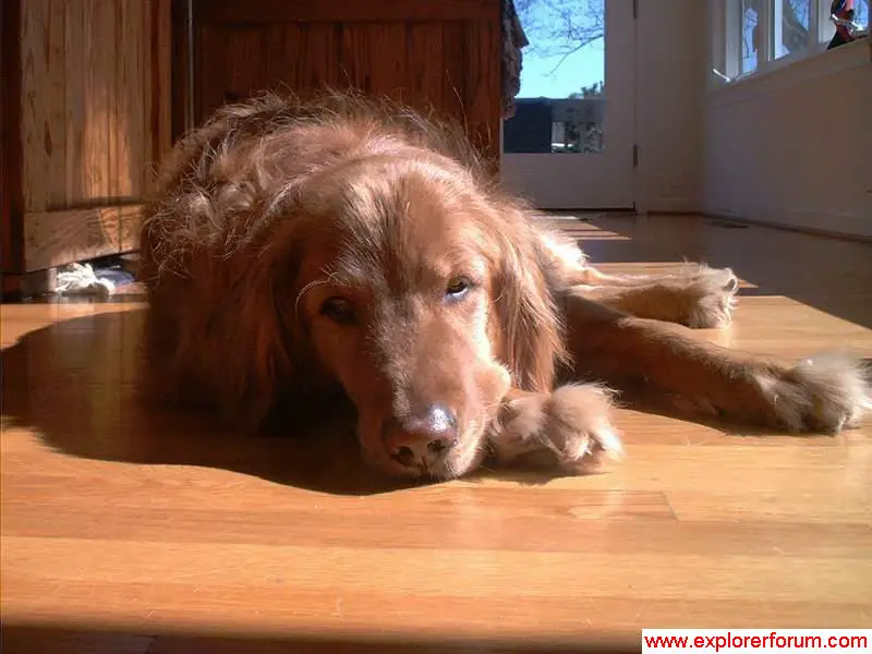 My Pup Inside