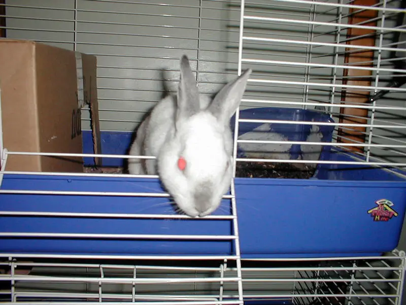 My rabbit Willy