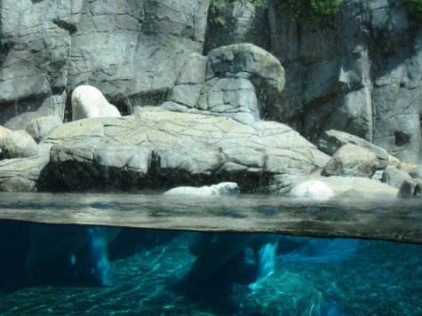 polar bear effect