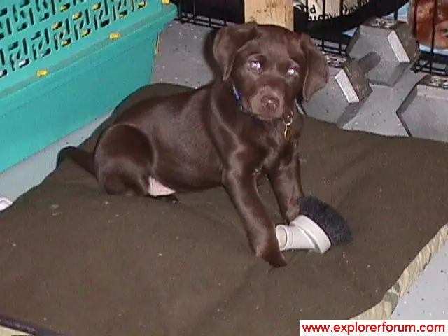 Sadie and her favorite toy