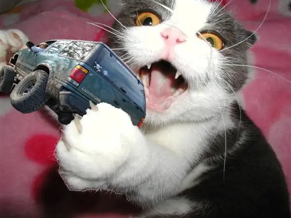 Spasticat