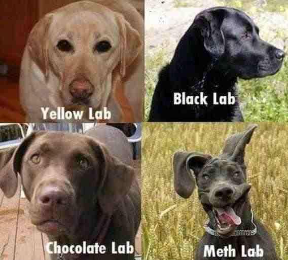 Types_of_Labs